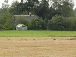 Image of Common Crane