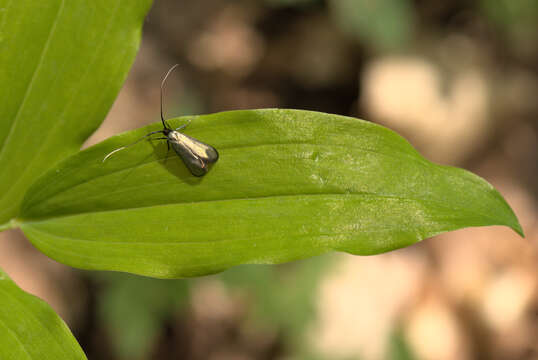 Image of Adela reaumurella