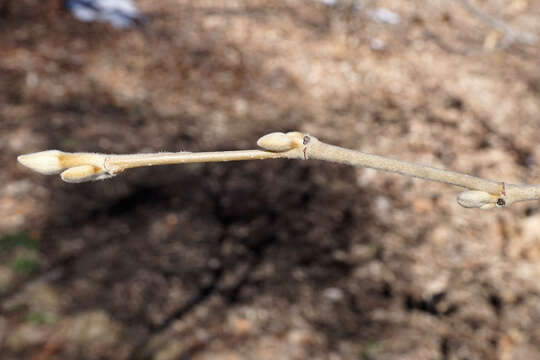 Imagem de Hamamelis mollis Oliv.