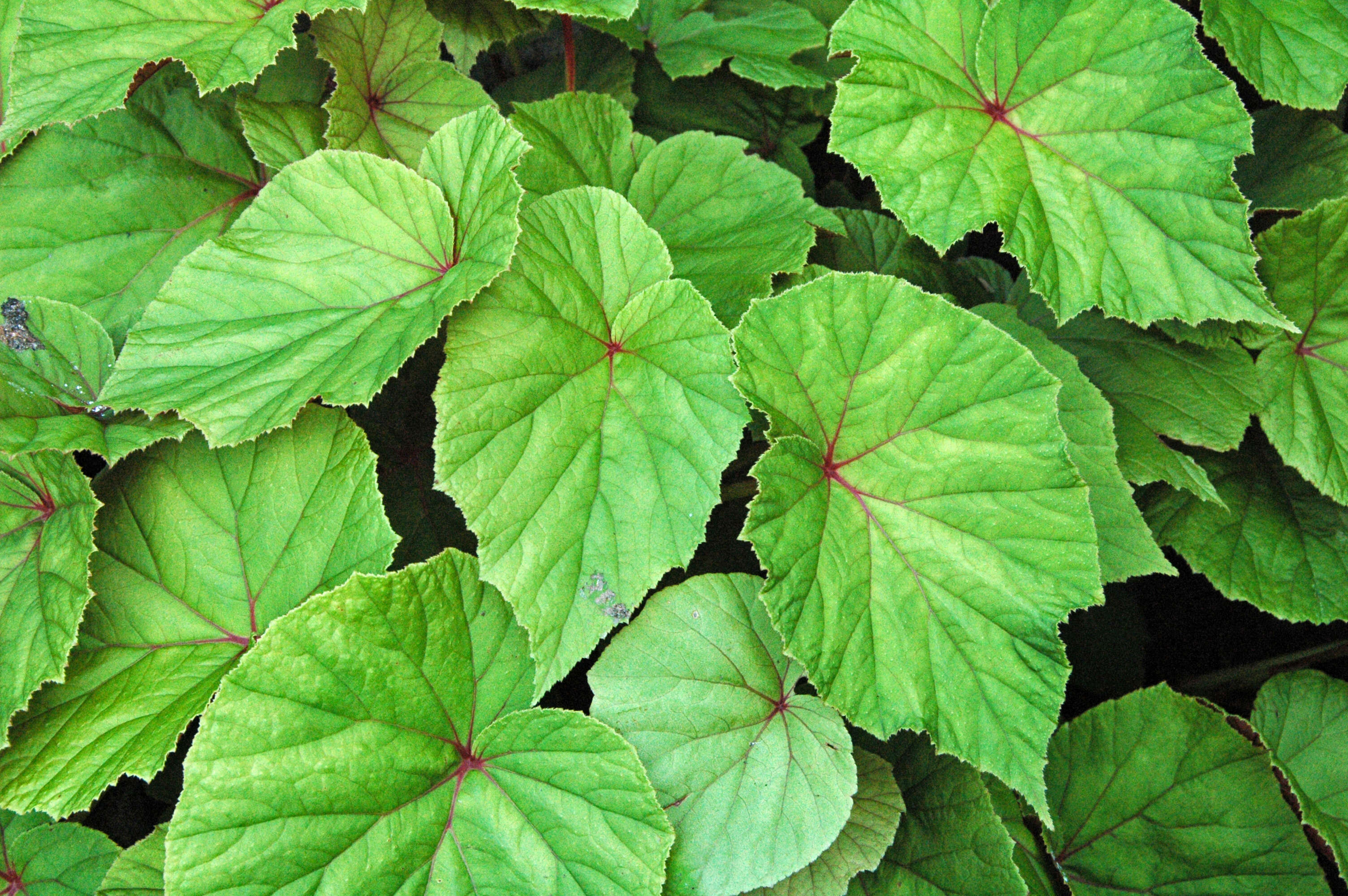 Image de Begonia grandis Dryand.