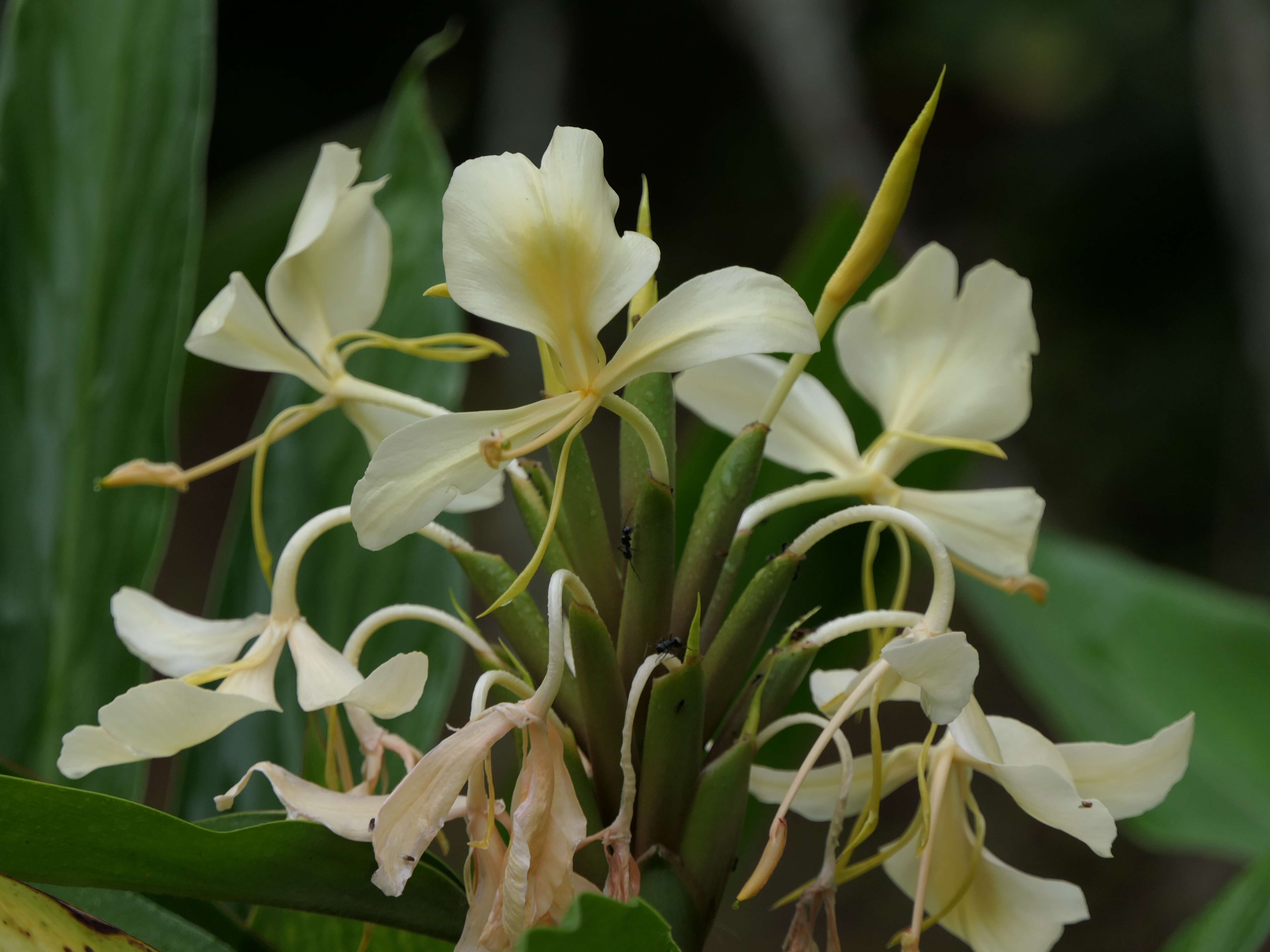 Imagem de Hedychium coronarium J. Koenig