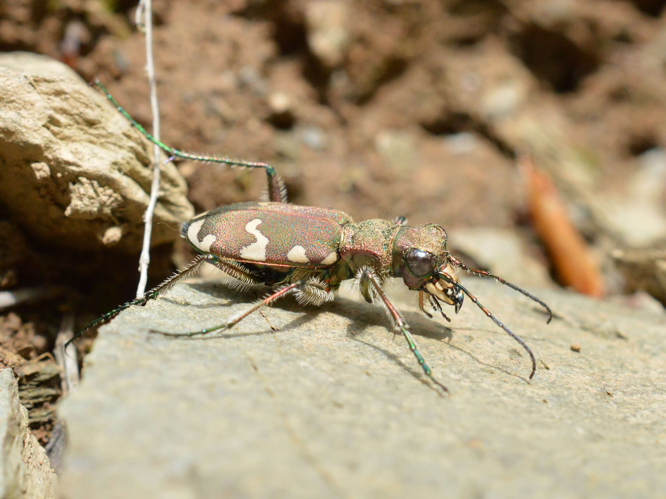 Image of Cicindela (Cicindela) sylvicola Dejean 1822