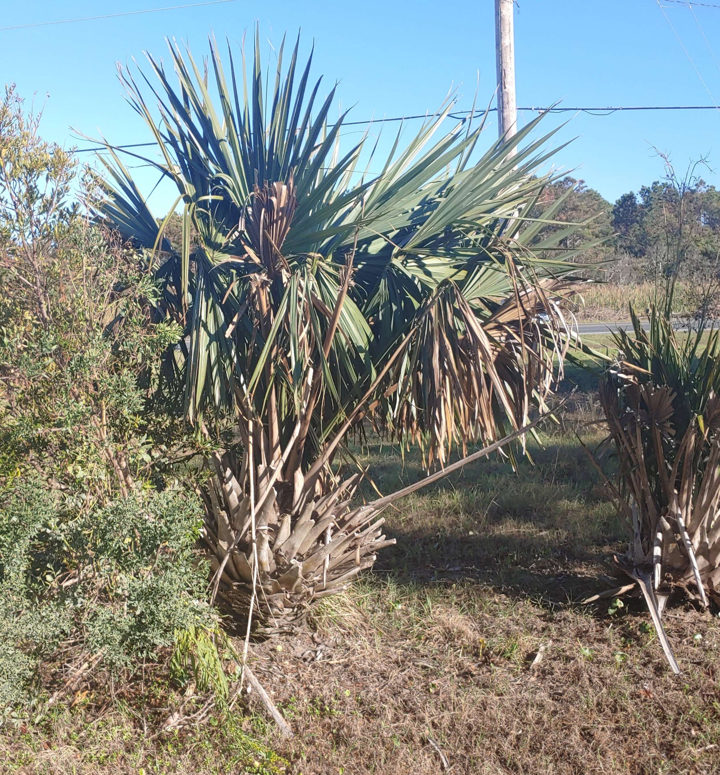 Image of dwarf palmetto