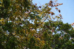 Image of Crested Myna