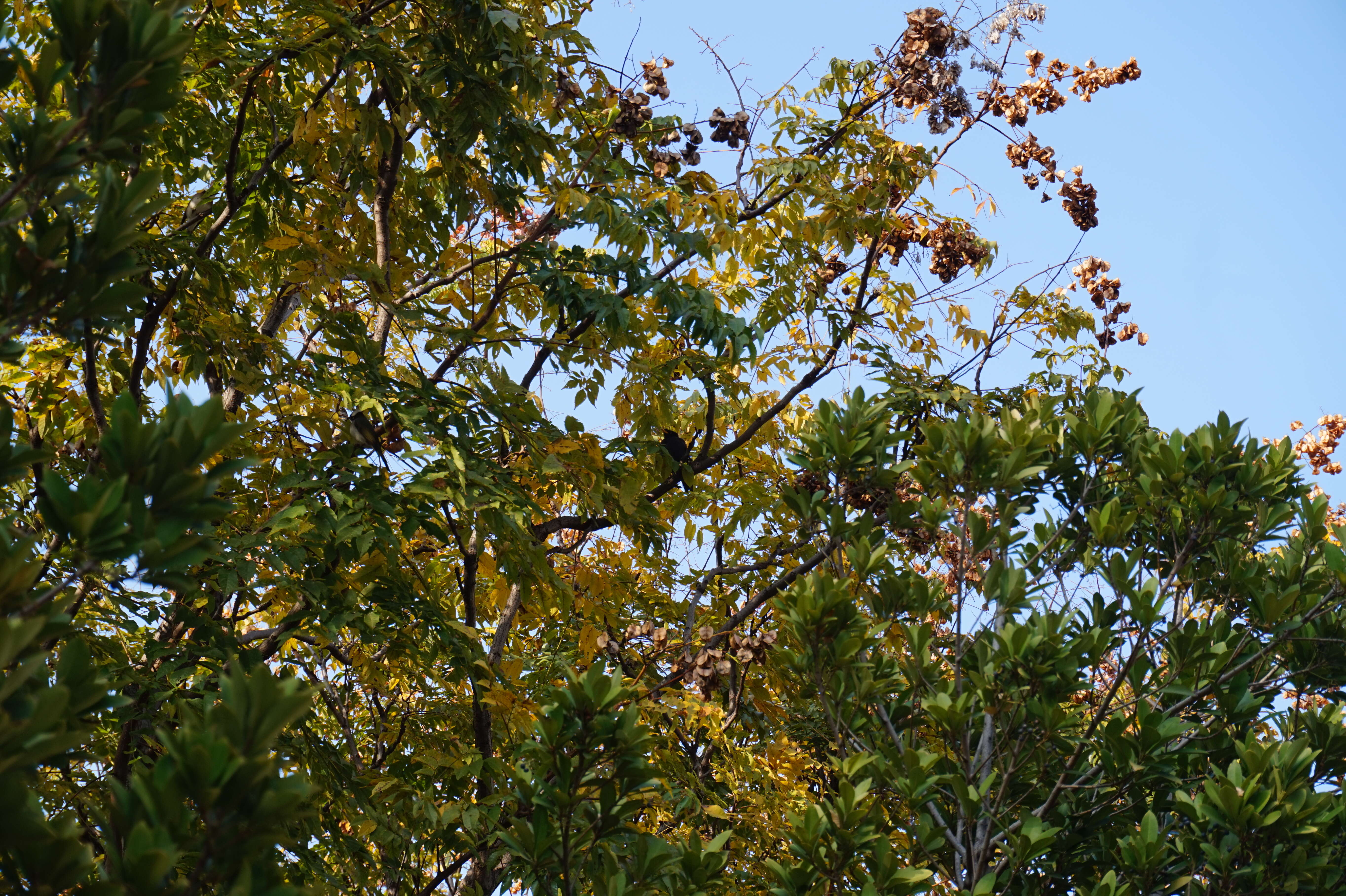 Image of Crested Myna