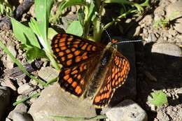 Image of Euphydryas intermedia