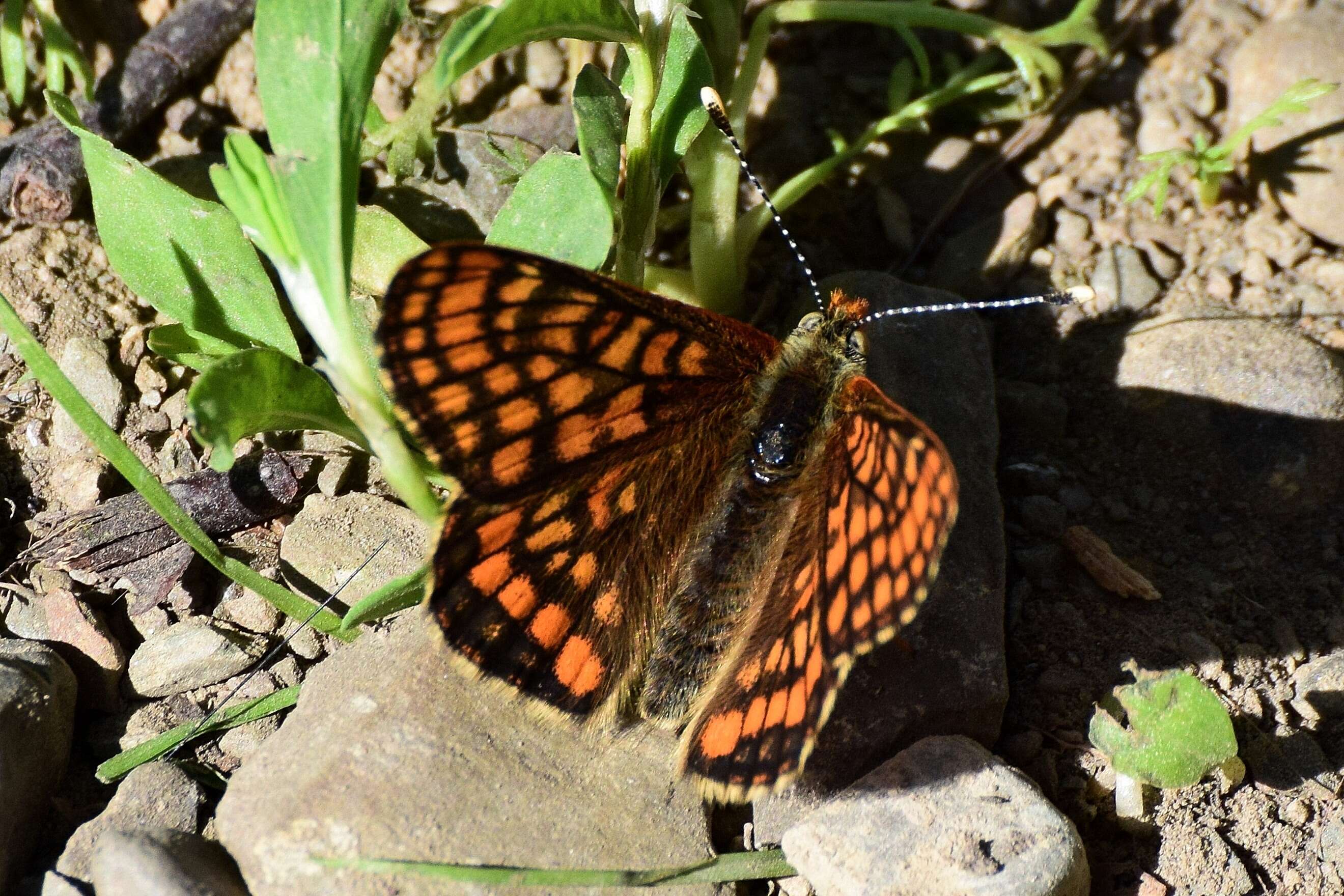 Plancia ëd Euphydryas intermedia