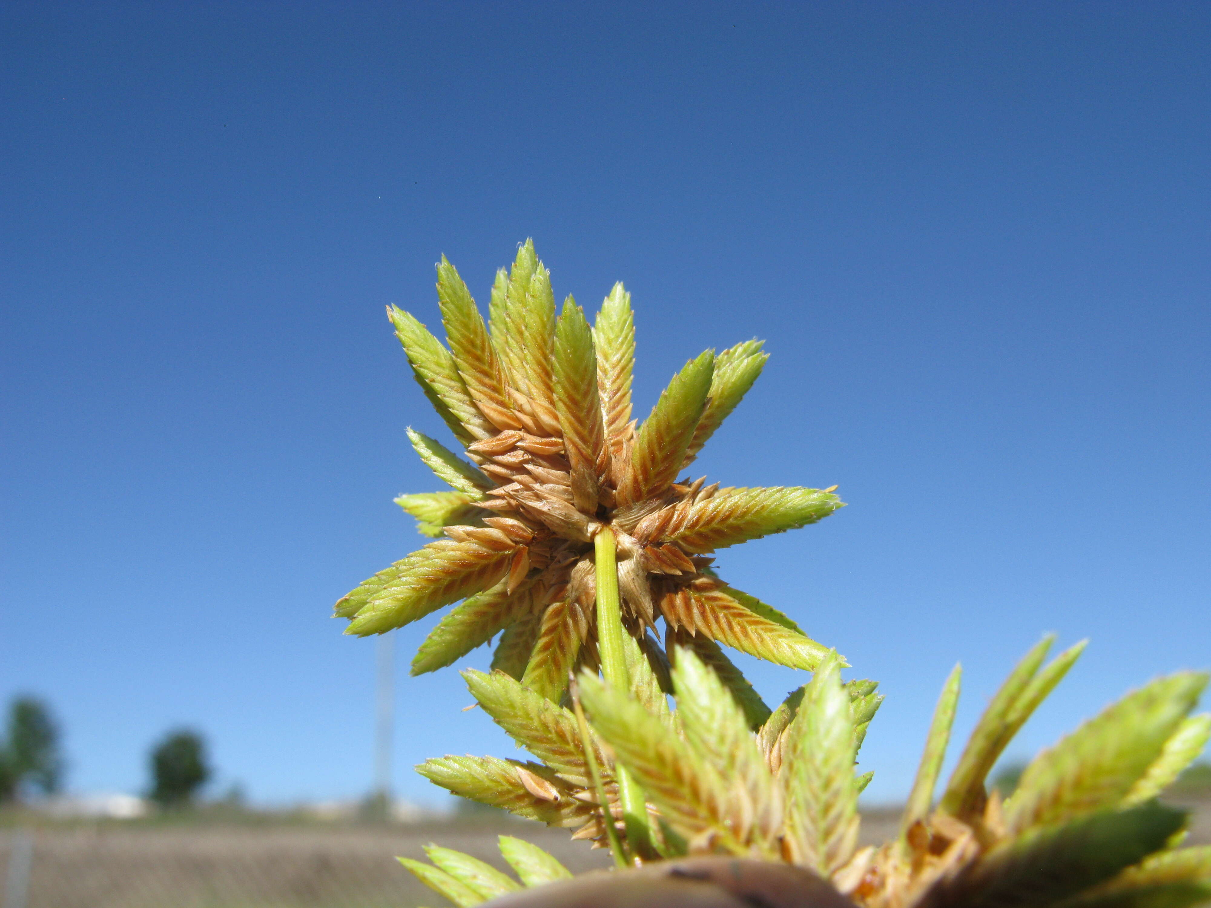 Image of Tall flatsedge