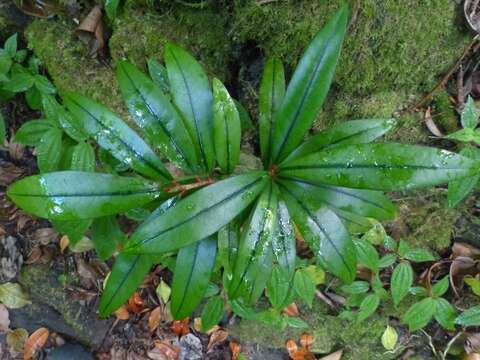 Image of Erythroxylum laurifolium Lam.