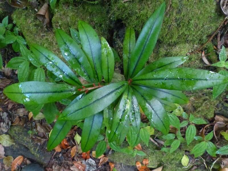 Sivun Erythroxylum laurifolium Lam. kuva