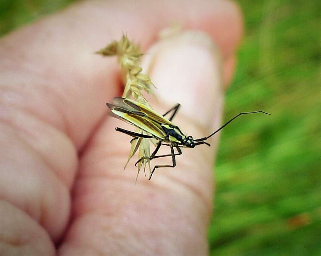 Leptopterna dolabrata (Linnaeus 1758)的圖片