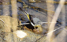 Image of Grey Wagtail