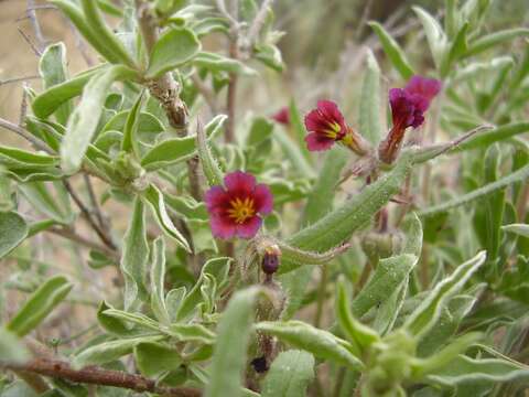 Image of Nonea caspica (Willd.) G. Don