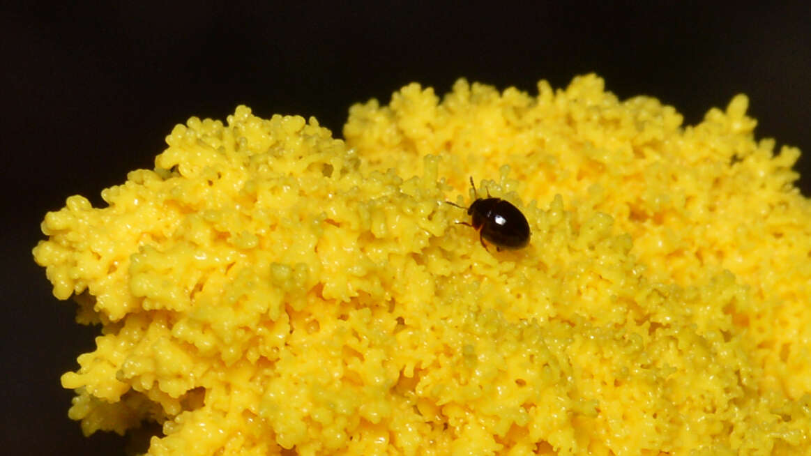 Image of Dog vomit slime mold