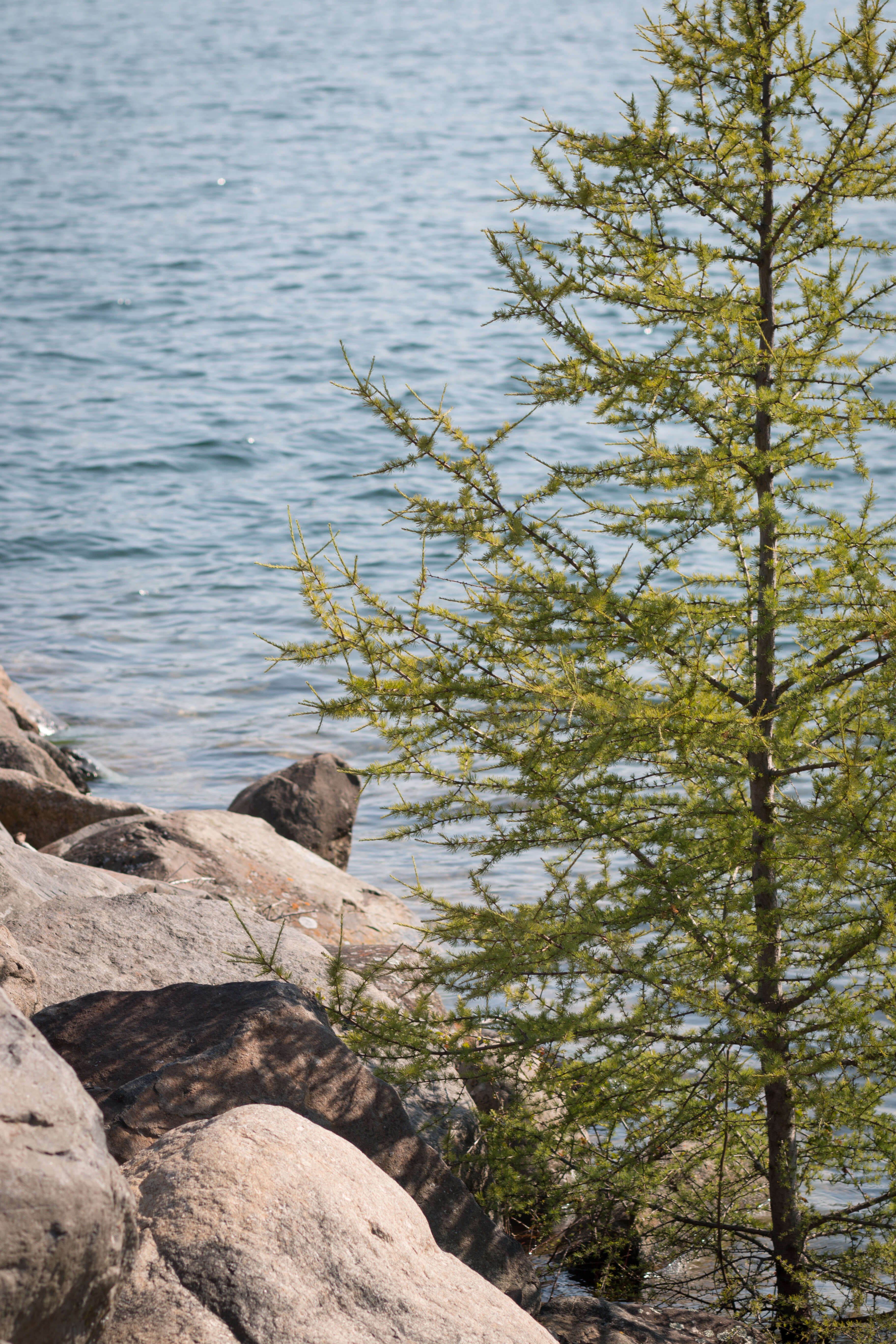 Image of American Larch