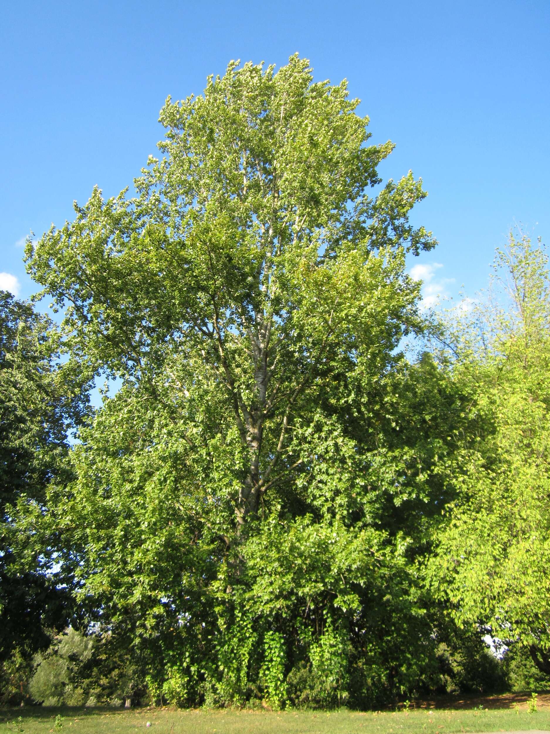 Image of Grey poplar