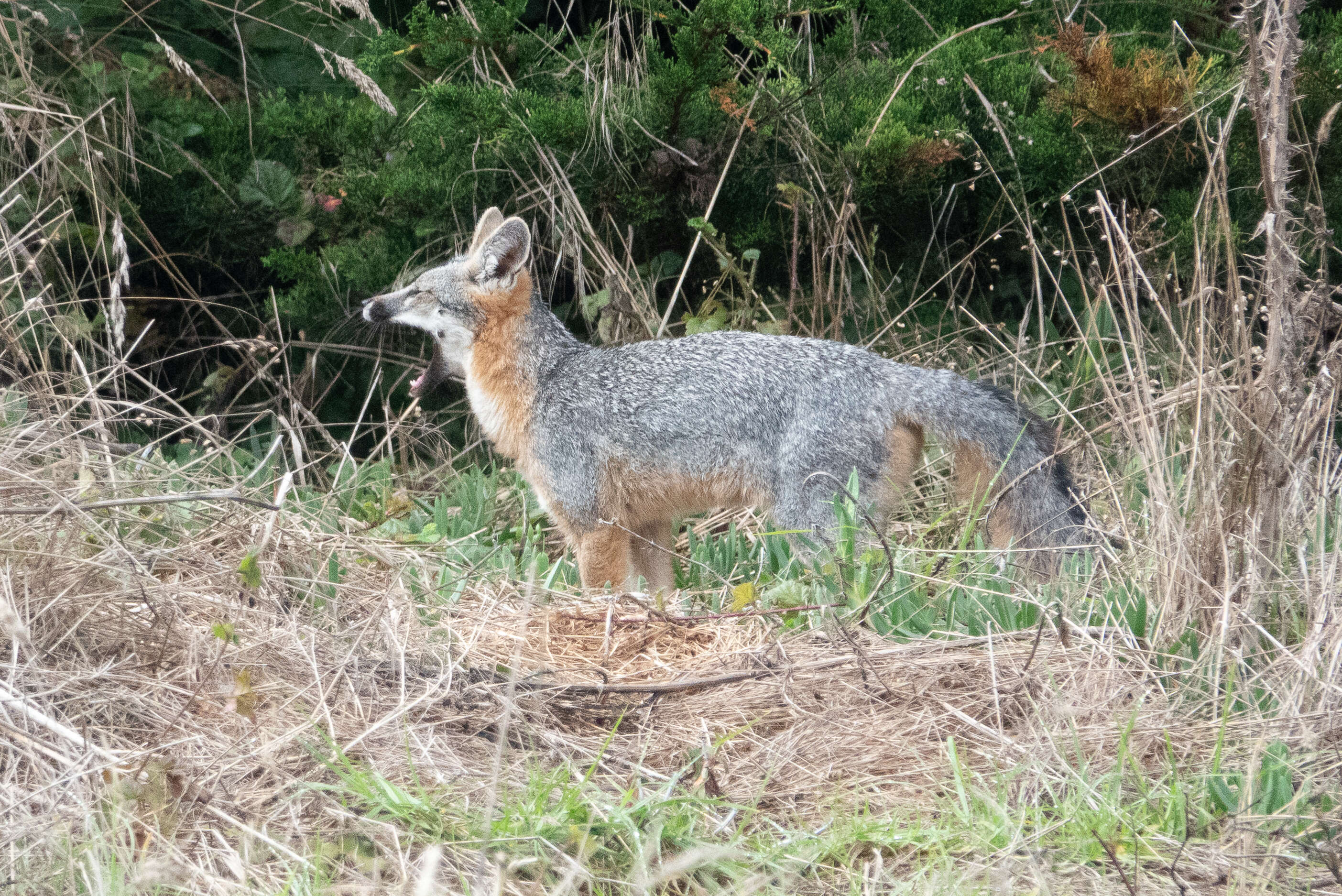 Image of Grey Foxes