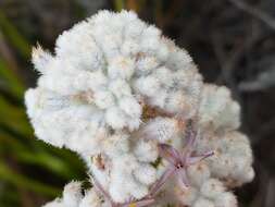 Image of Lanaria lanata (L.) T. Durand & Schinz