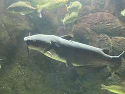 Image of Blue catfish