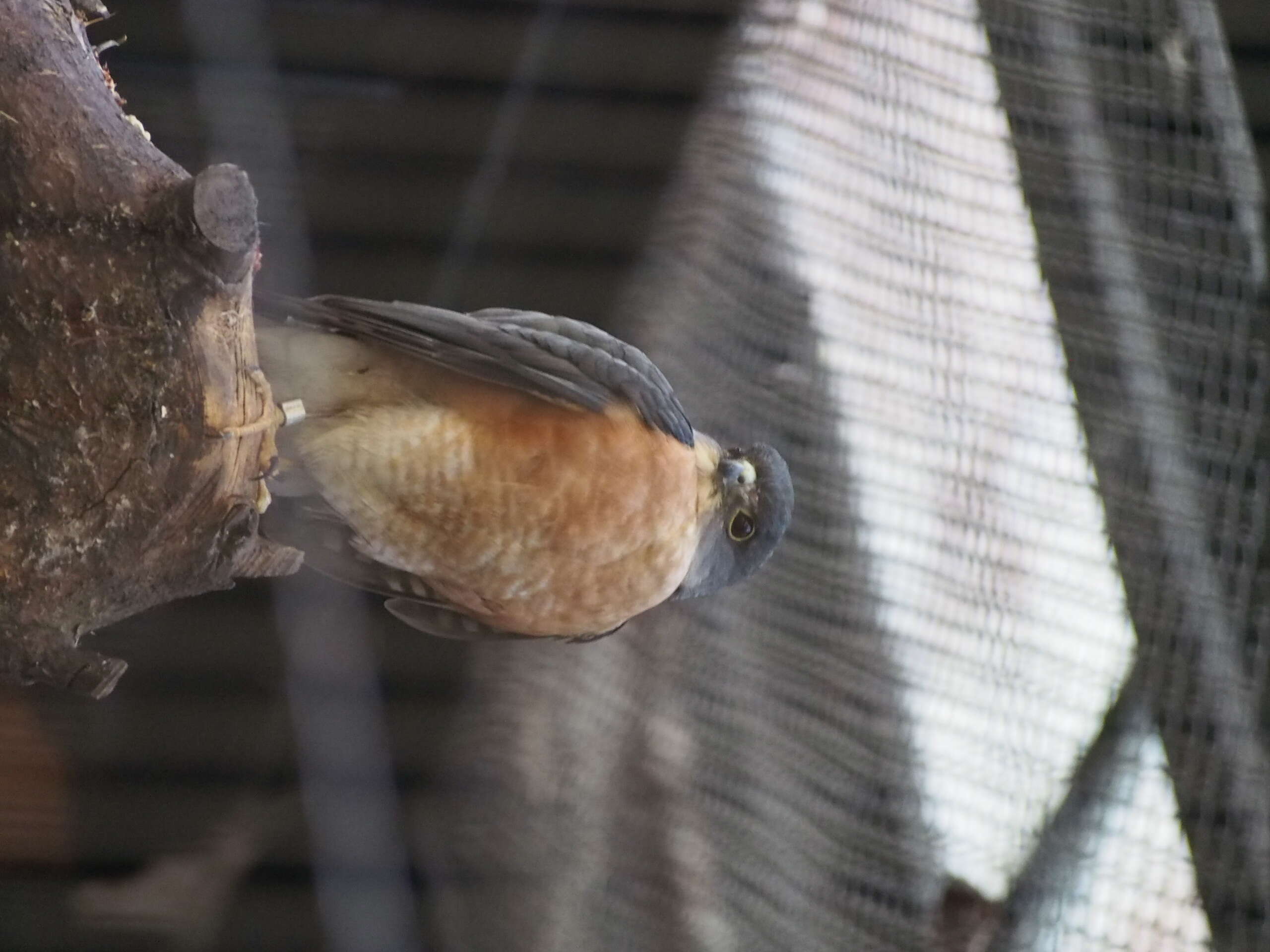 Image of Japanese Sparrowhawk