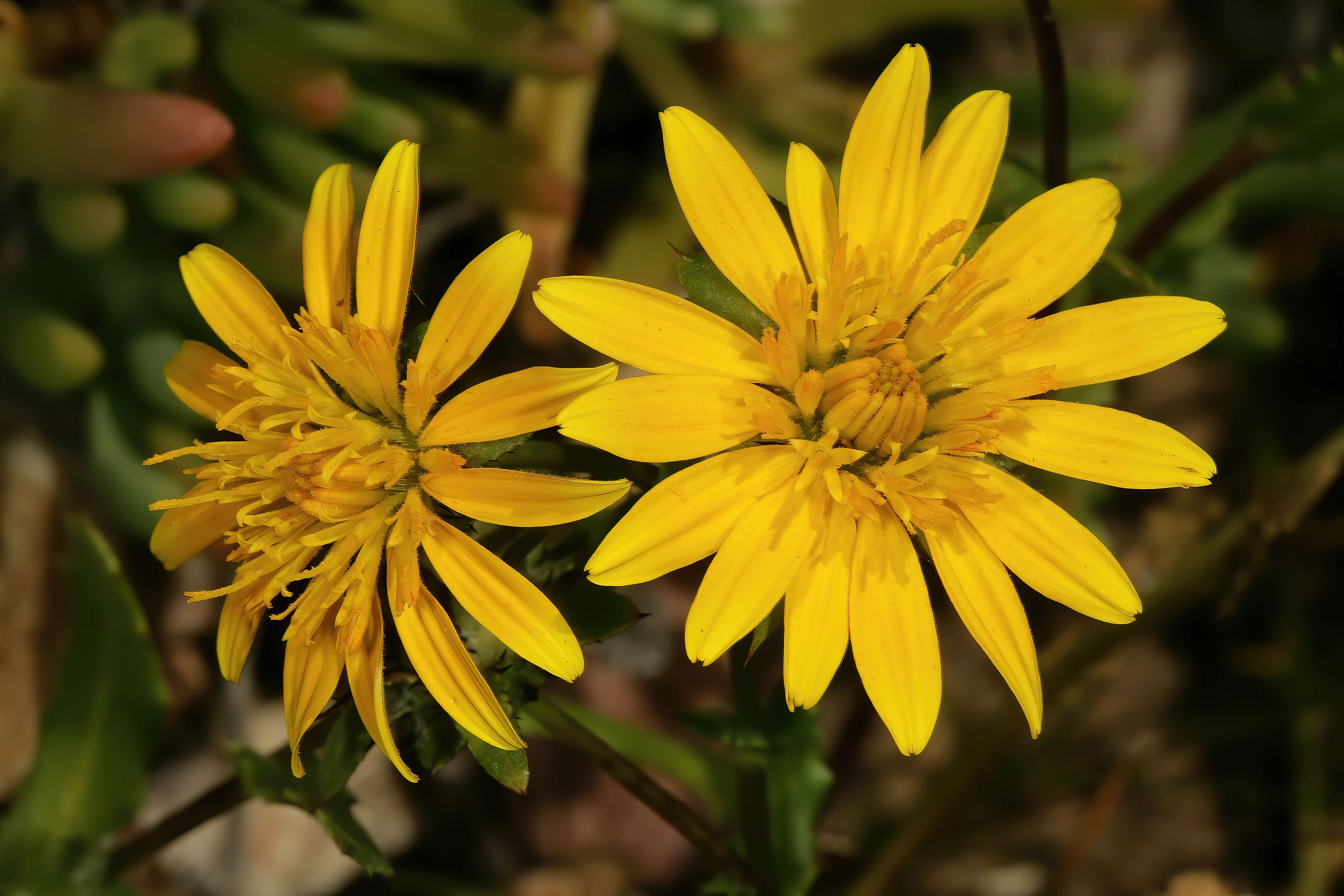 صورة Cuspidia cernua (L. fil.) B. L. Burtt