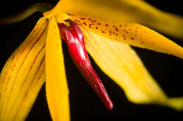 Imagem de Bulbophyllum williamsii A. D. Hawkes