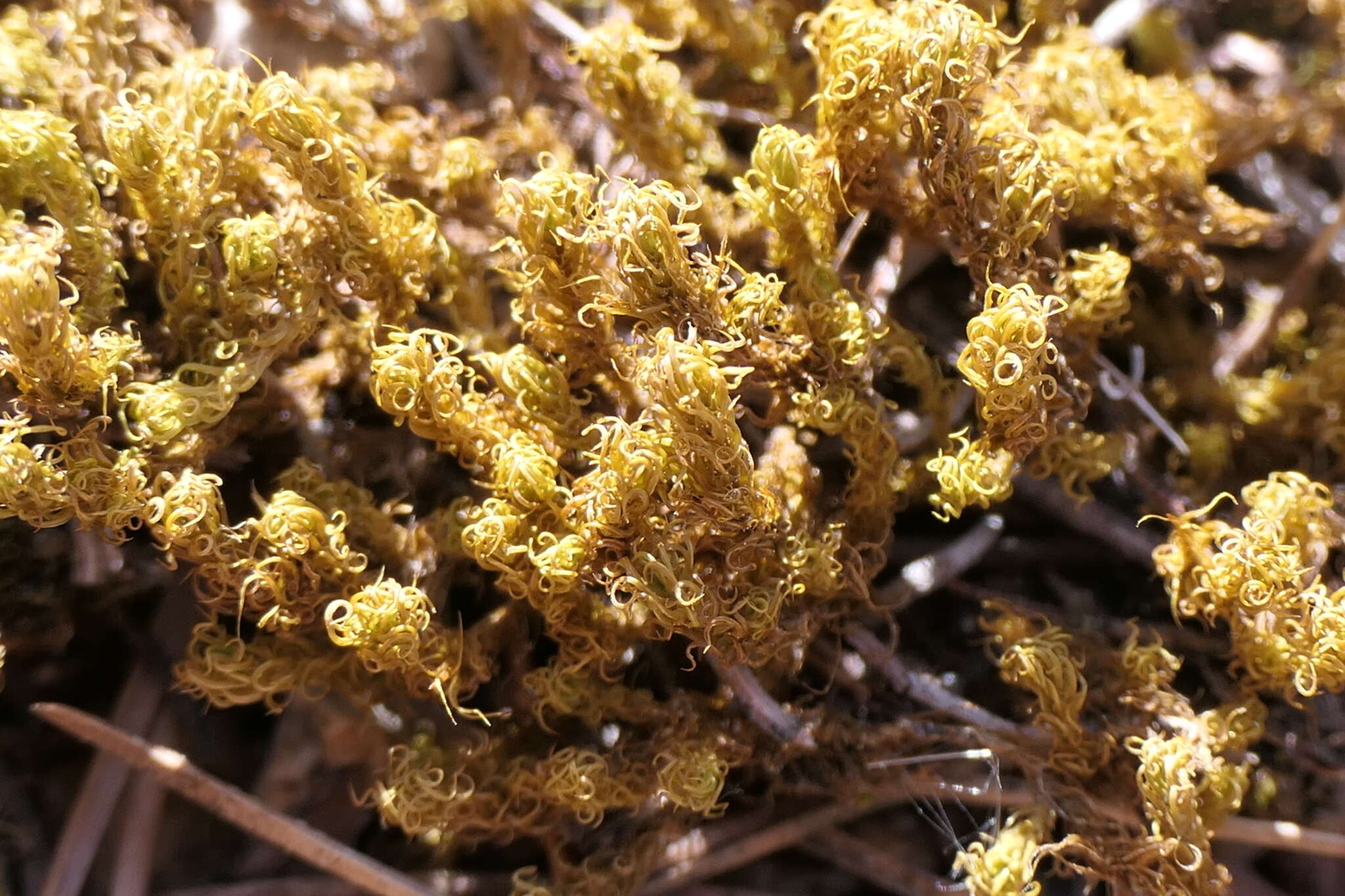 Image of tortella moss