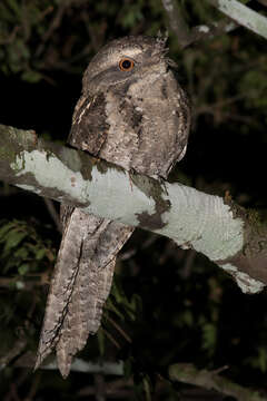 Image of Marbled Frogmouth