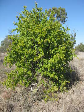 Image of African boxthorn