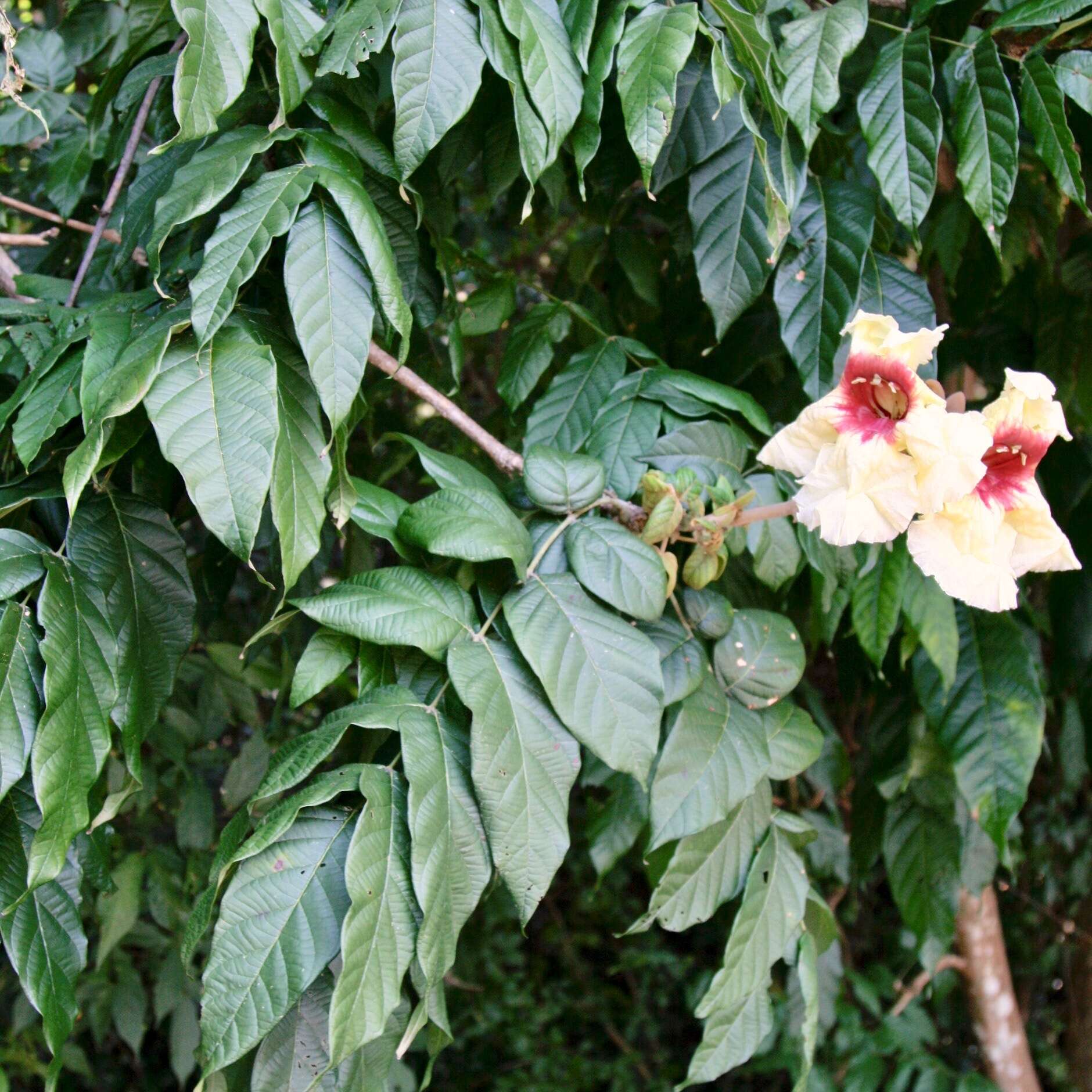 Image of Markhamia stipulata (Wall.) Seem. ex K. Schum.