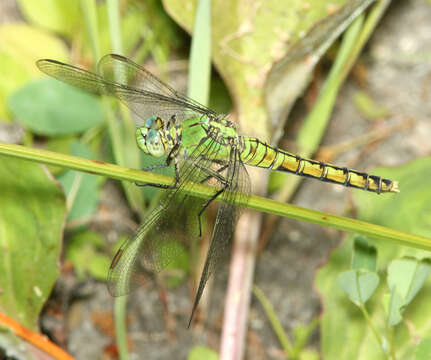 Image of Western Pondhawk