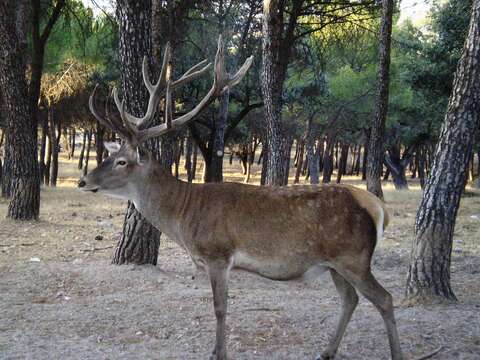 Image of Cervus elaphus hispanicus Hilzheimer 1909