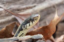 Image of Common Garter Snake