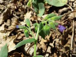 صورة Pulmonaria mollis Hornem.