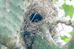 صورة Geospiza scandens (Gould 1837)