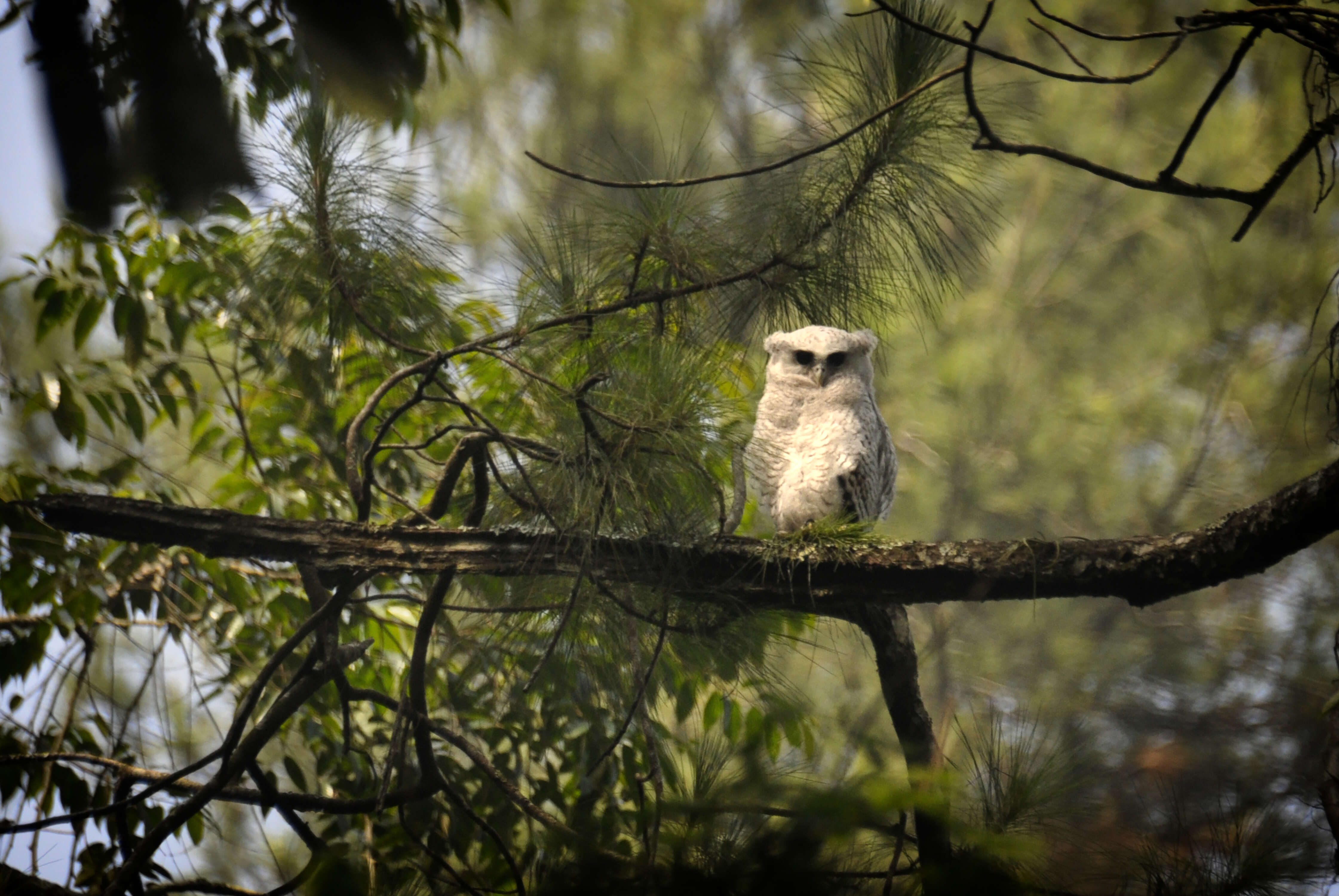 Image of Barred Eagle-Owl