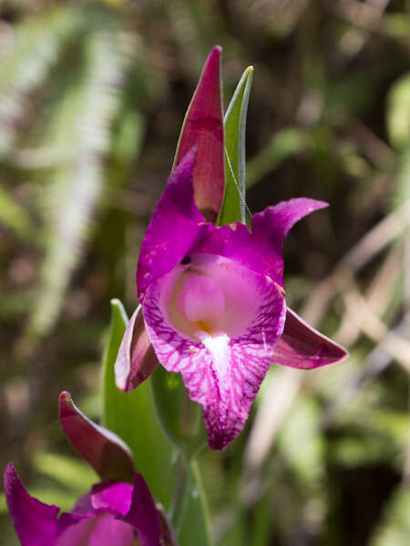 Image of Rosebud orchids