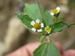 Galinsoga parviflora Cav. resmi