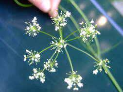 Image of Conopodium