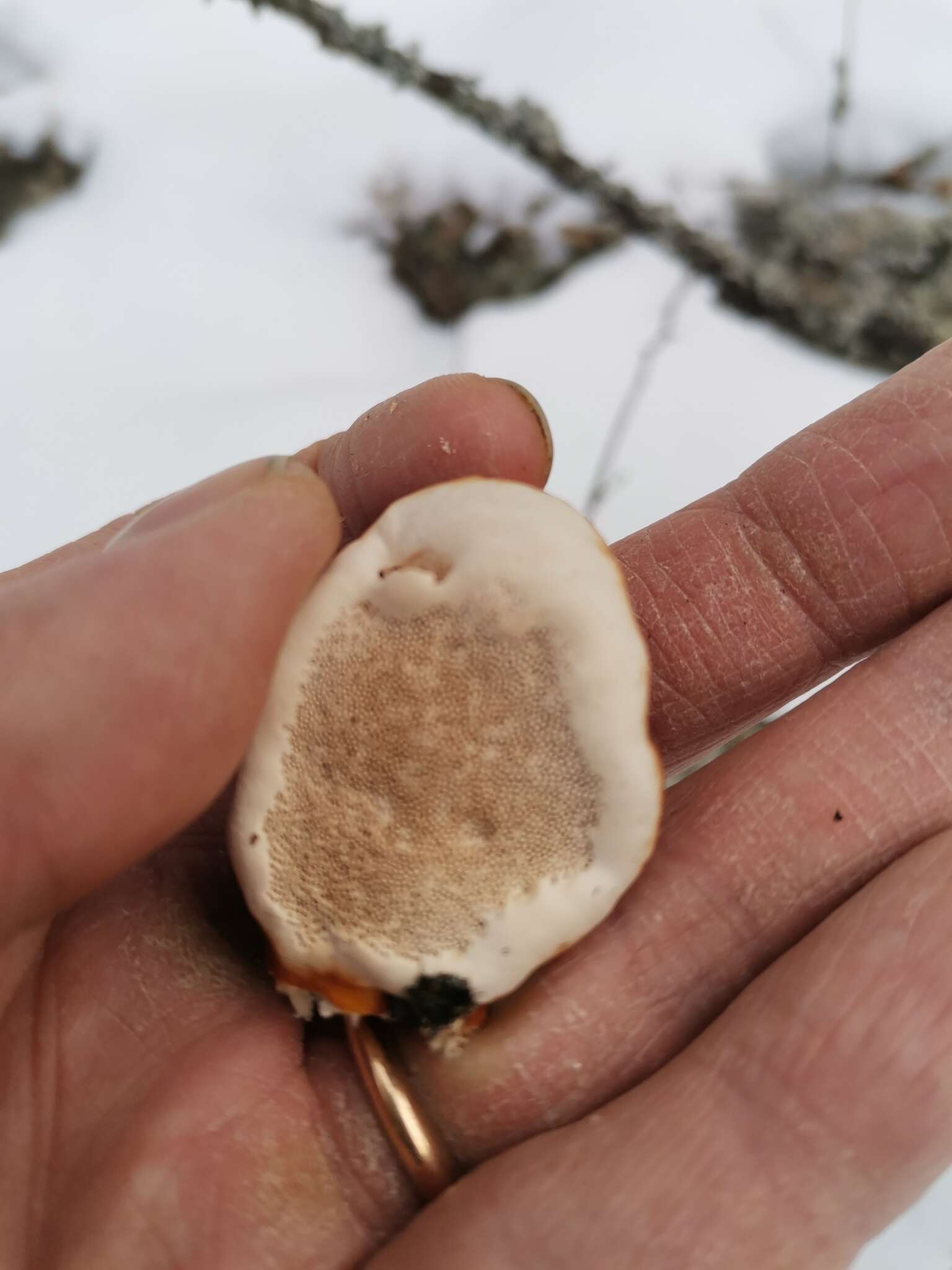 Image of Red-banded bracket