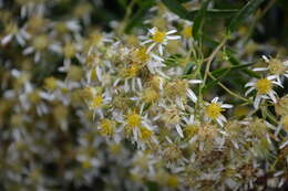 Imagem de Doellingeria umbellata (Mill.) Nees