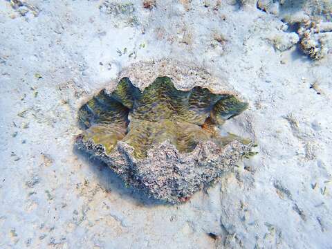 Image of Bear Paw Clam