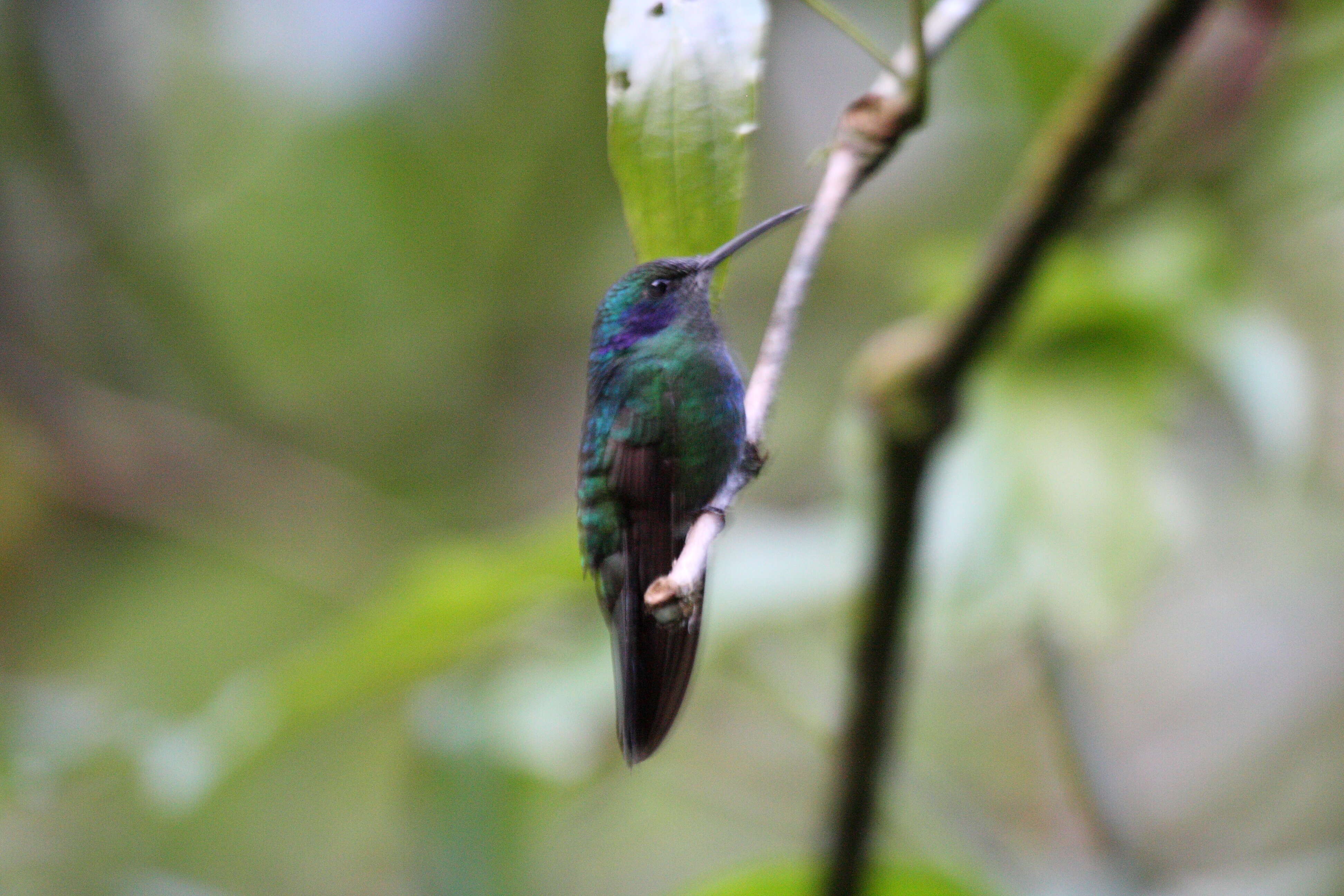 Colibri coruscans (Gould 1846) resmi