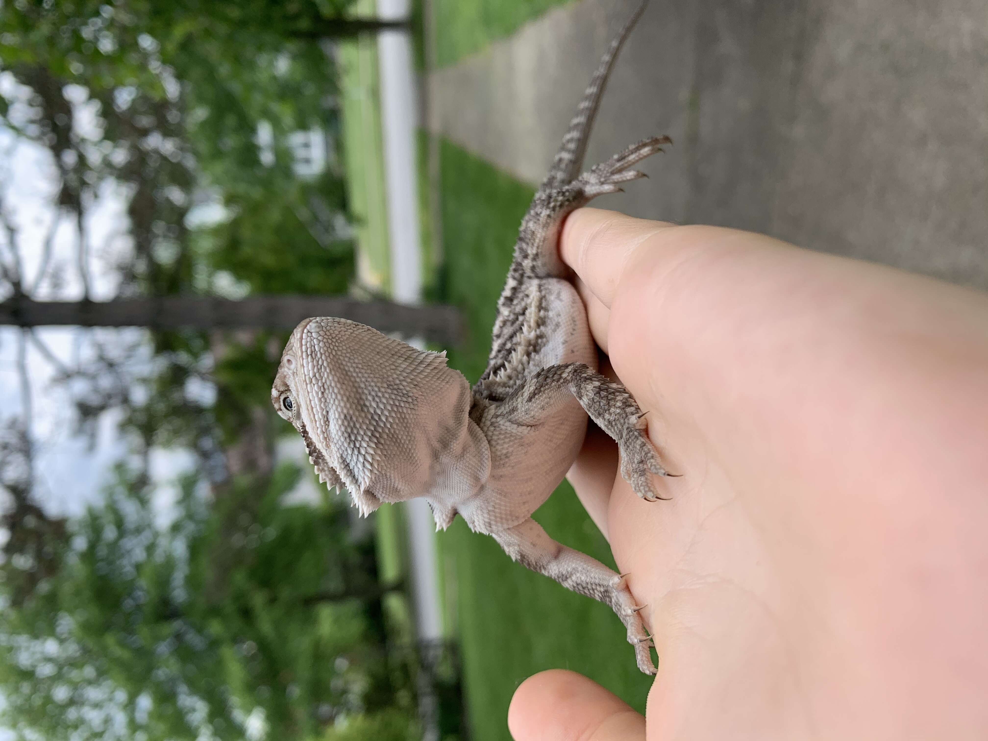 Image of Central bearded dragon