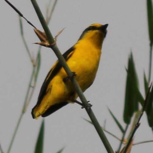 Image of Indian Golden Oriole