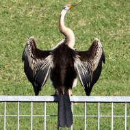 Plancia ëd Anhinga novaehollandiae (Gould 1847)