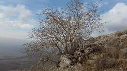 Plancia ëd Pistacia vera L.