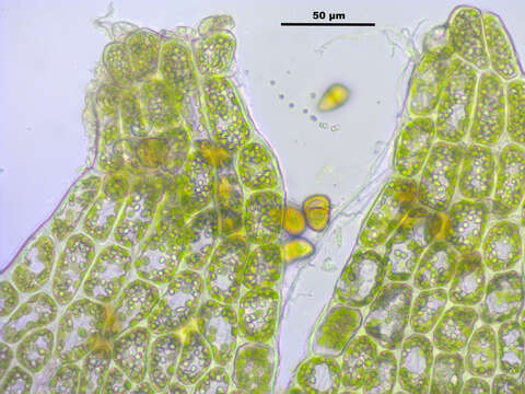 Image of Tritomaria exsectiformis (Breidl.) Schiffn. ex Loeske