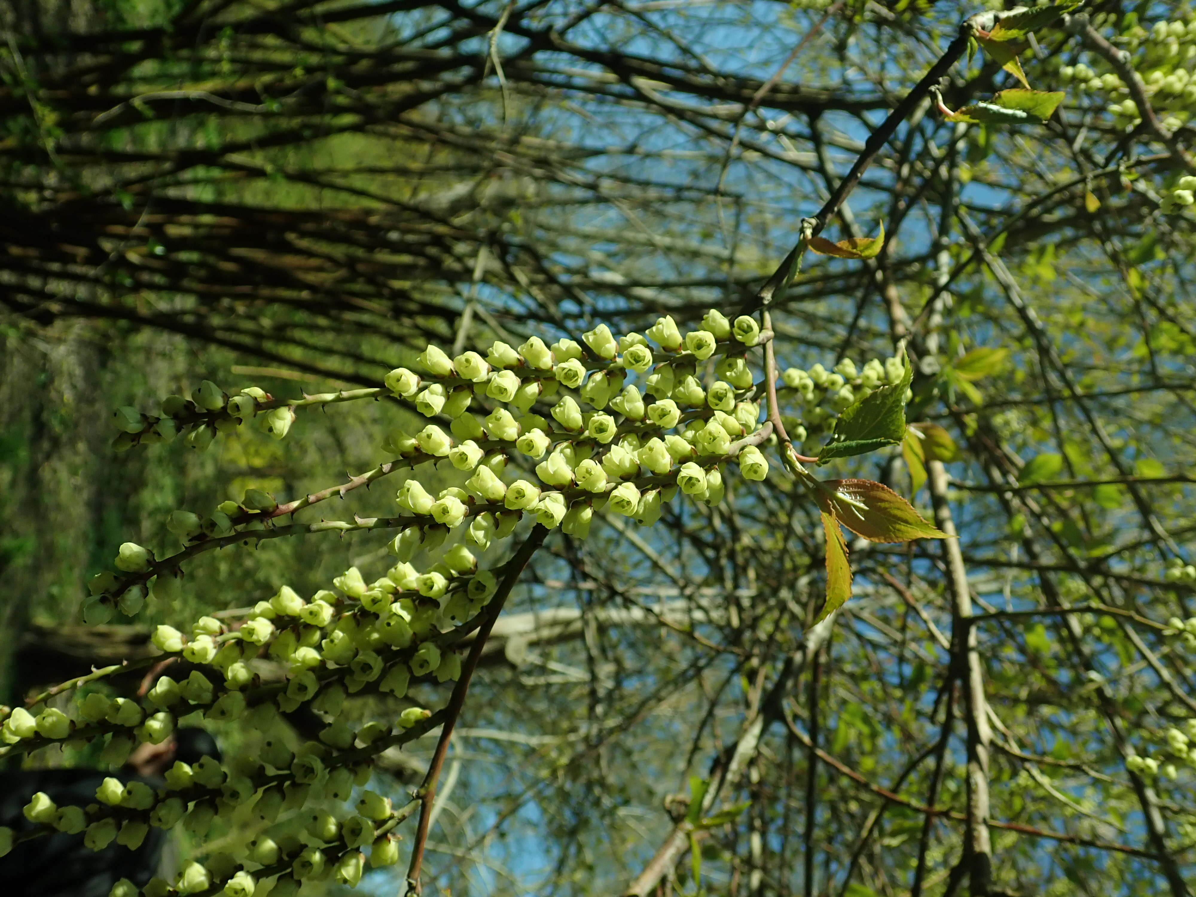 Image of Stachyurus praecox Sieb. & Zucc.