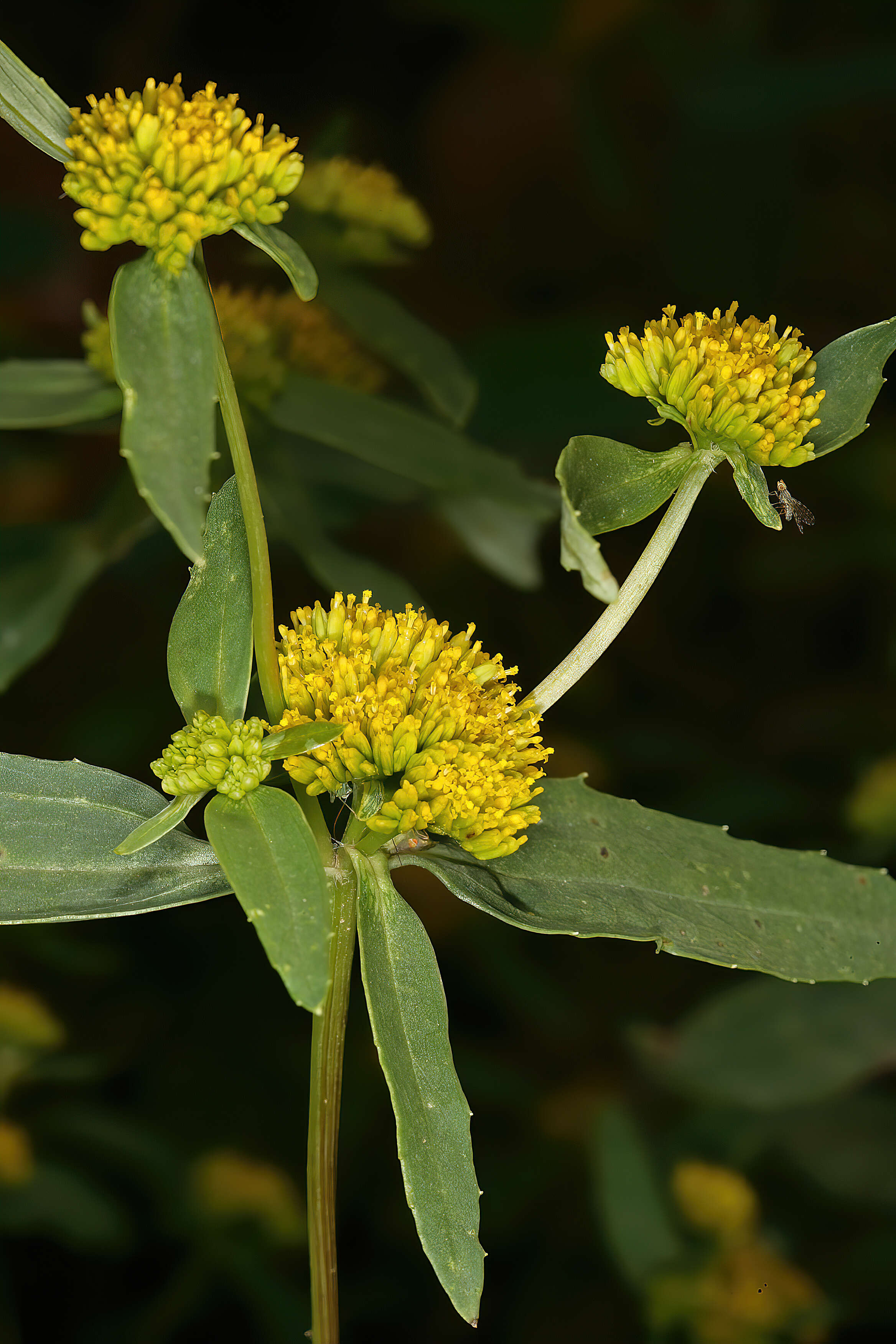 Image of coastal plain yellowtops